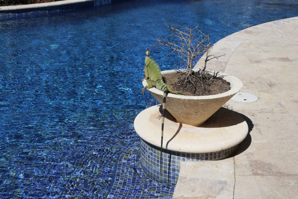 Connecticut life and style blogger, Pinteresting Plans recaps tips & highlights from a recent vacation at the St. Regis Bahia Beach Resort on Puerto Rico. iguana at the pool at the st. regis Bahia beach resort