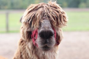 fall activities for kids in connecticut - alpaca west hartford connecticut