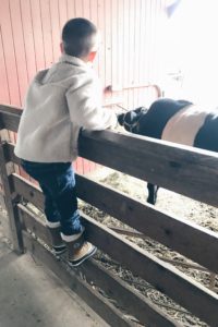 fall activities for kids in connecticut - westmoor park farm