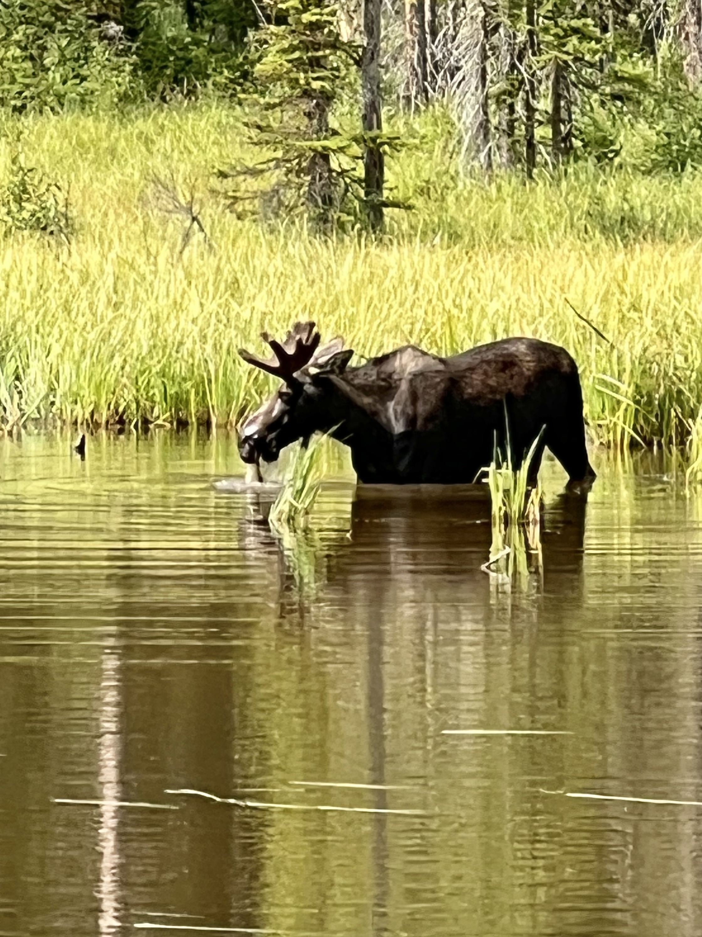 moose at moose pond in grand teton national park
