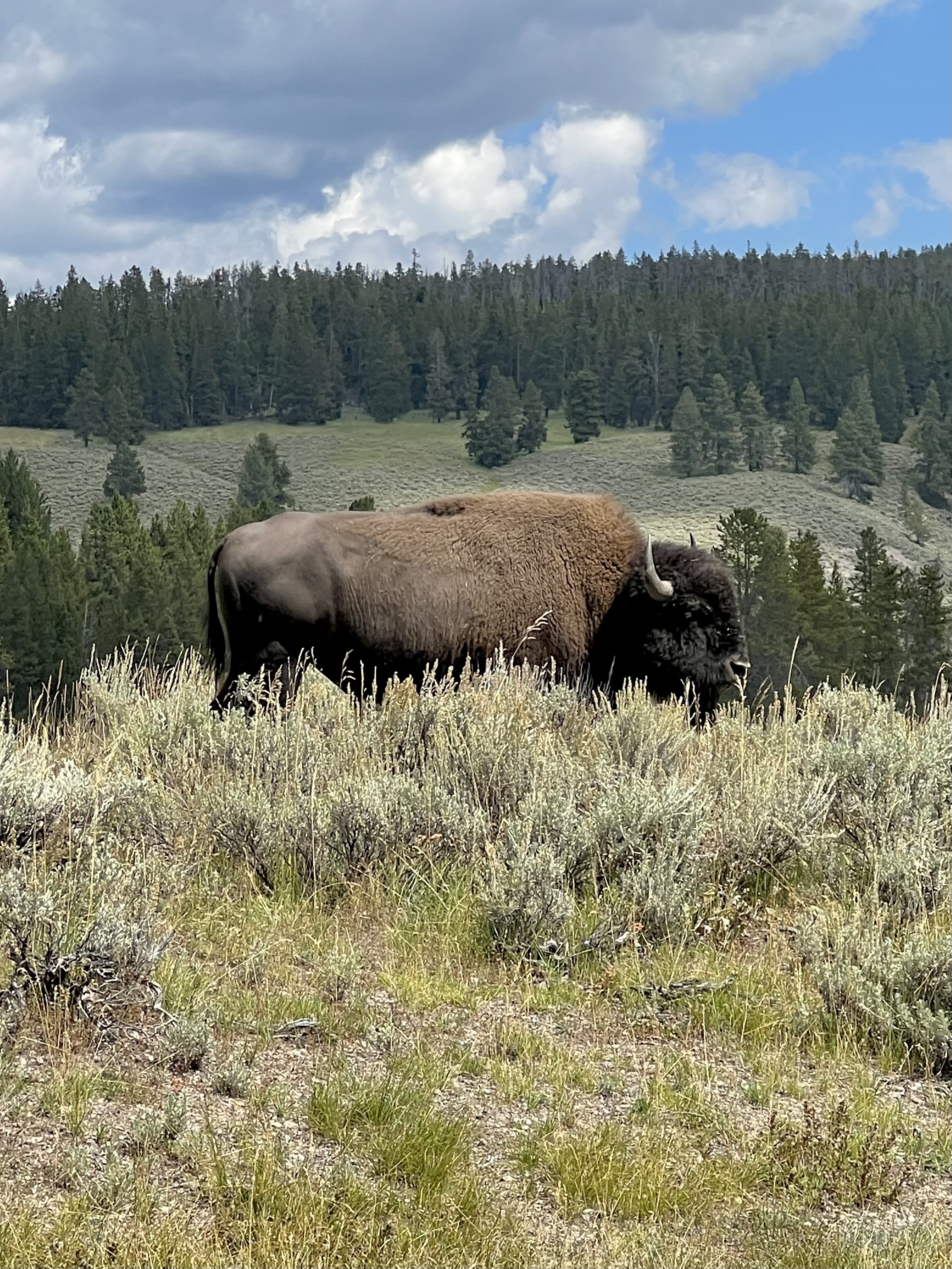 bison in yellowstone national park
