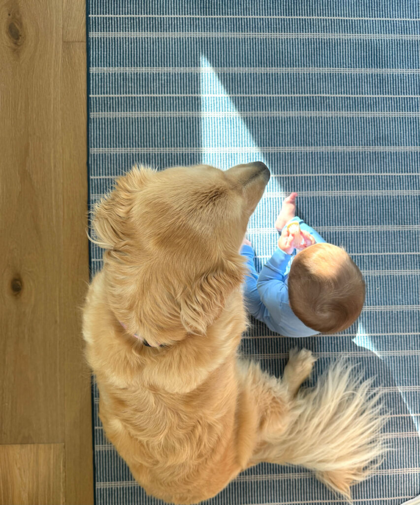 kid-friendly and pet-friendly navy blue washable area rug from wayfair